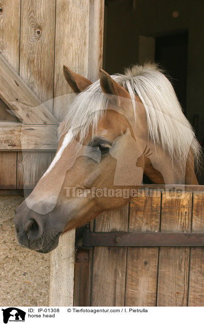 Haflinger in der Auenbox / horse head / IP-01308