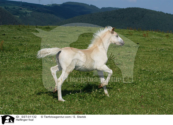 Haflinger Fohlen / Haflinger foal / SST-01132