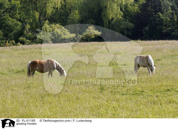 grasende Haflinger / grazing horses / FL-01195