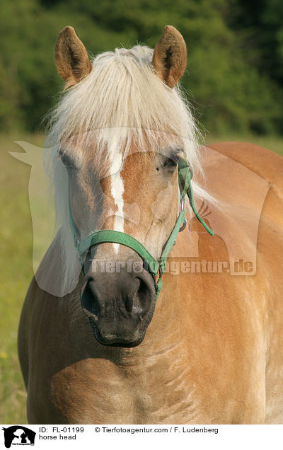 Haflinger Portrait / horse head / FL-01199