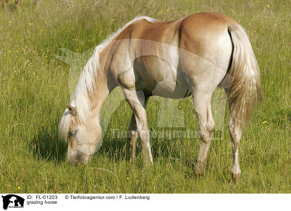 grasender Haflinger / grazing horse / FL-01203