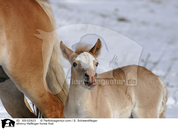 wieherndes Haflingerfohlen / whinny Haflinger horse foal / SS-02923