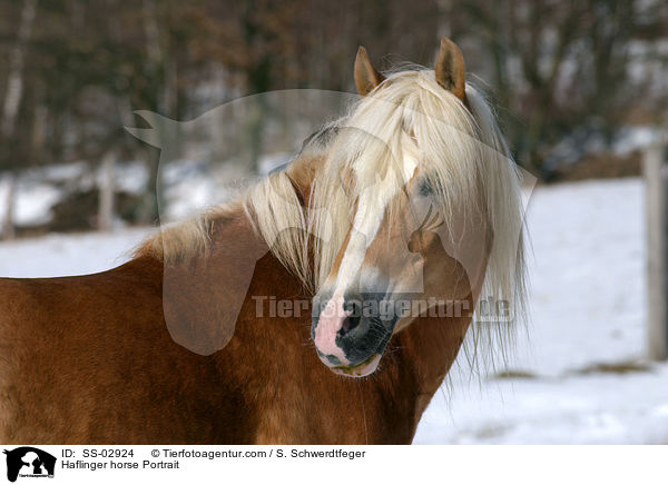 Haflinger Portrait / Haflinger horse Portrait / SS-02924