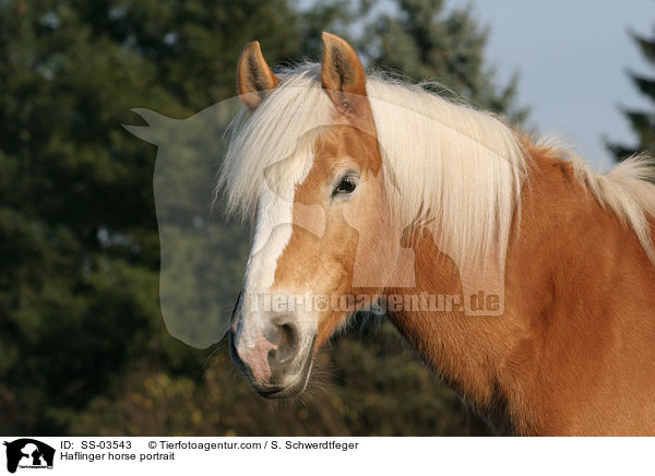 Haflinger Portrait / Haflinger horse portrait / SS-03543