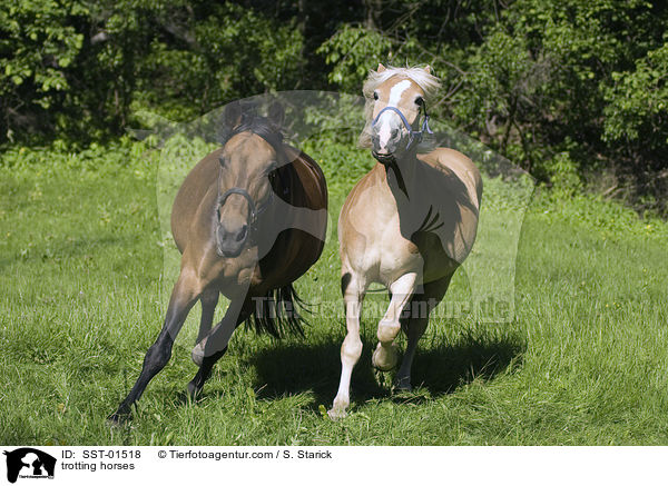 trabende Pferde / trotting horses / SST-01518