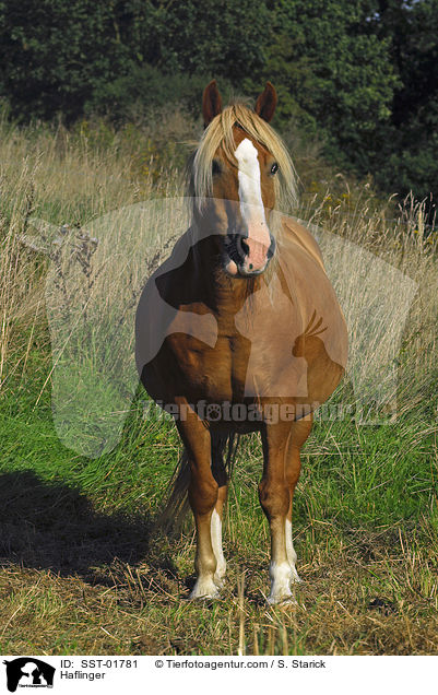 Haflinger auf der Weide / Haflinger / SST-01781