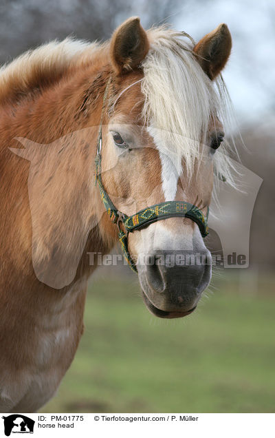 Haflinger Portrait / horse head / PM-01775