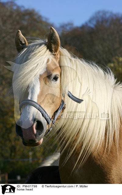 Haflinger Portrait / horse head / PM-01798