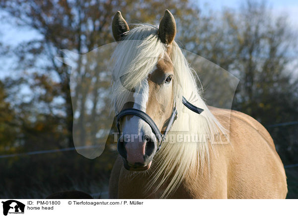 Haflinger Portrait / horse head / PM-01800