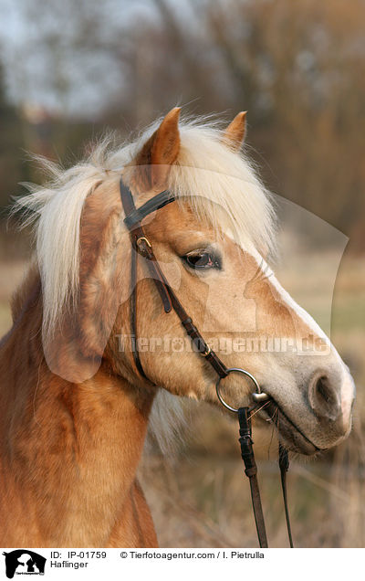 Haflinger / Haflinger / IP-01759