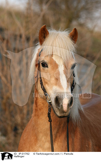 Haflinger / Haflinger / IP-01762