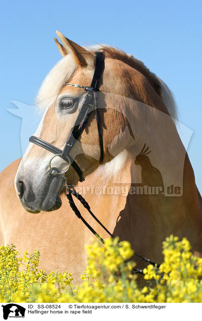 Haflinger im Rapsfeld / Haflinger horse in rape field / SS-08524