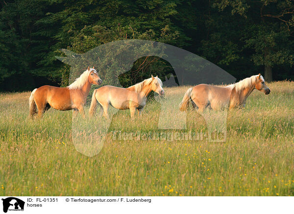 Haflinger / horses / FL-01351