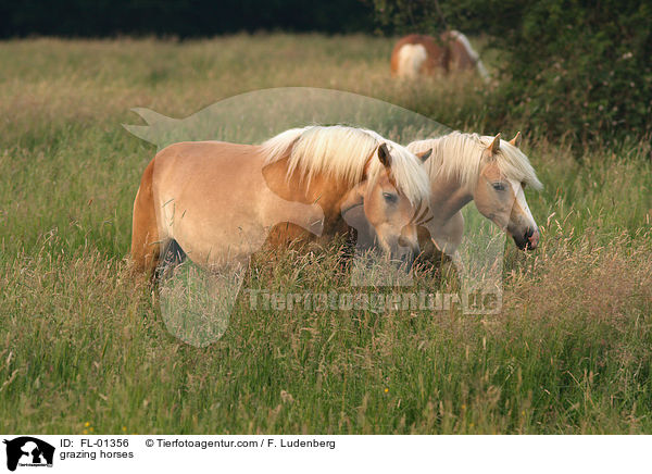 grasende Haflinger / grazing horses / FL-01356