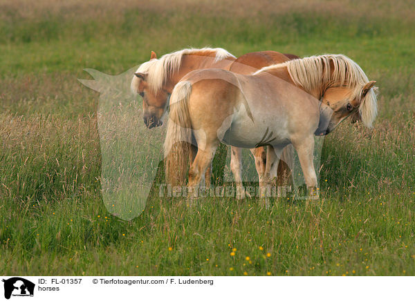 Haflinger / horses / FL-01357