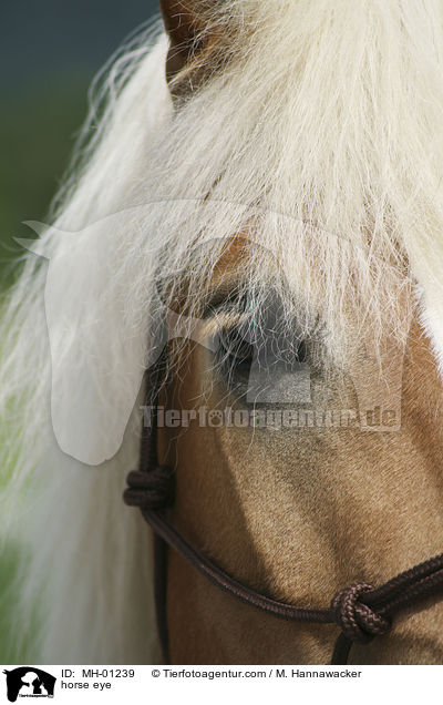 horse eye / MH-01239