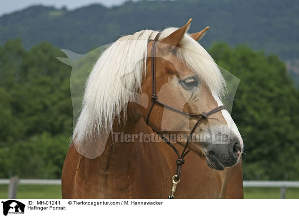 Haflinger Portrait / Haflinger Portrait / MH-01241