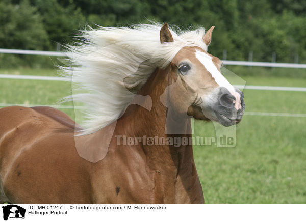 Haflinger Portrait / Haflinger Portrait / MH-01247