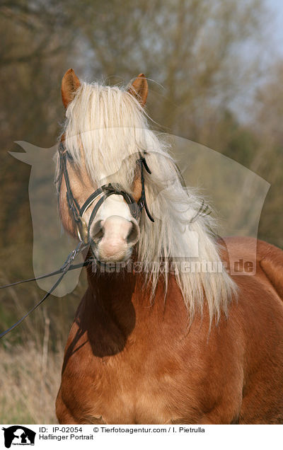 Haflinger Portrait / Haflinger Portrait / IP-02054