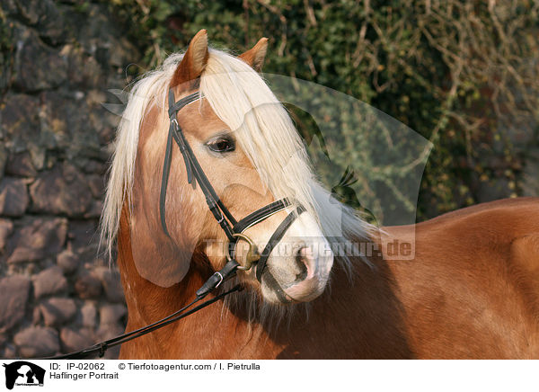 Haflinger Portrait / Haflinger Portrait / IP-02062