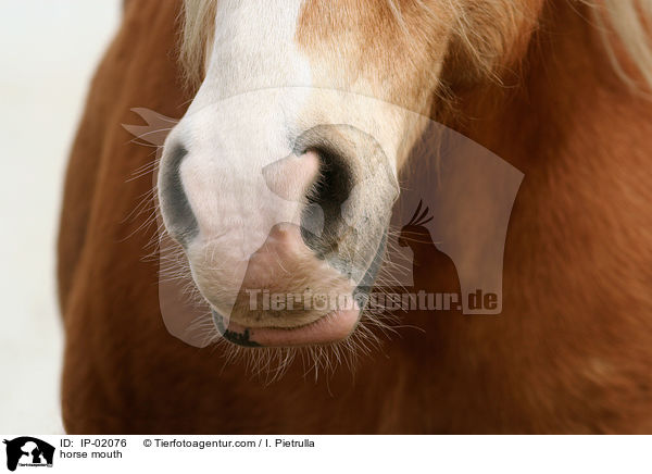 Pferdemaul / horse mouth / IP-02076