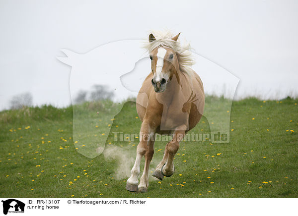 rennender Haflinger / running horse / RR-13107