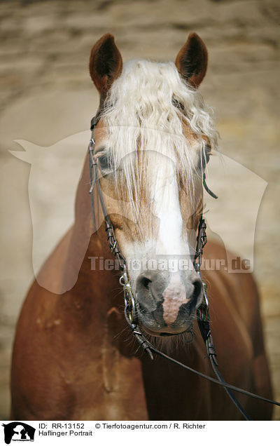 Haflinger Portrait / Haflinger Portrait / RR-13152