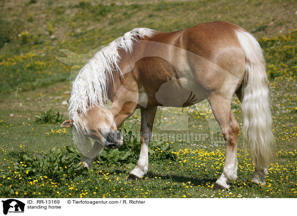 stehender Haflinger / standing horse / RR-13169