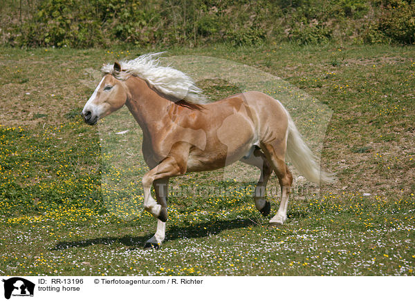 trotting horse / RR-13196
