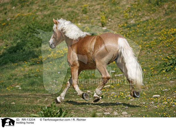 trotting horse / RR-13204