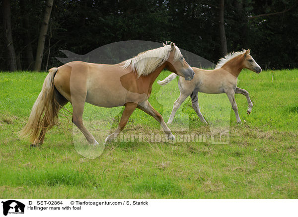 Haflinger mare with foal / SST-02864