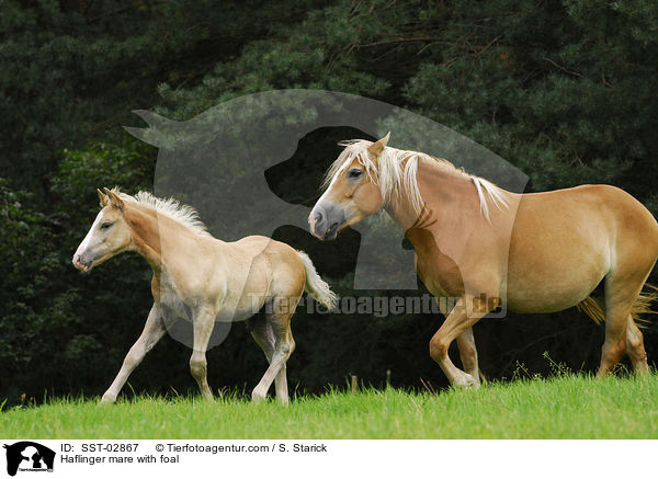 Haflinger mare with foal / SST-02867