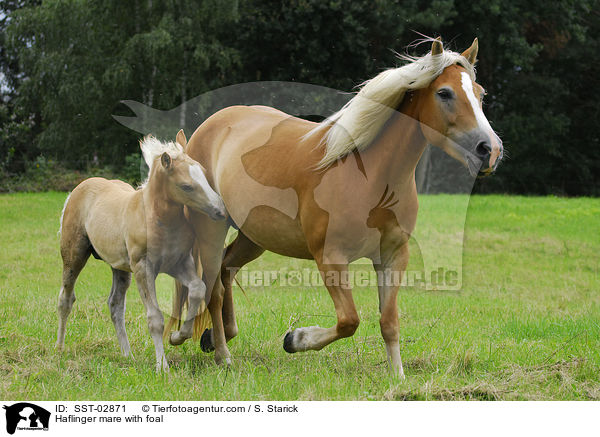 Haflinger Stute mit Fohlen / Haflinger mare with foal / SST-02871