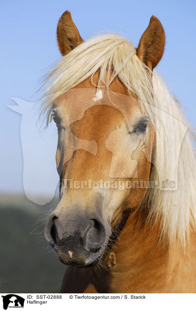 Haflinger / Haflinger / SST-02888