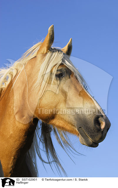 Haflinger / Haflinger / SST-02901