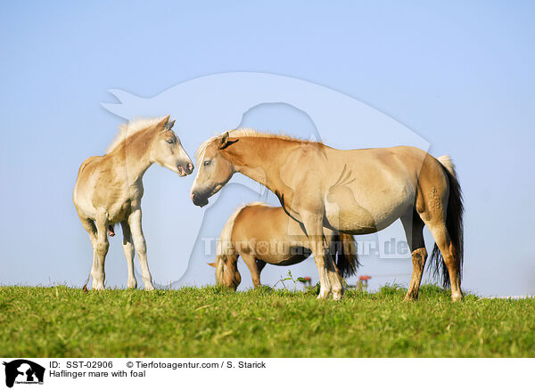 Haflinger Stute mit Fohlen / Haflinger mare with foal / SST-02906