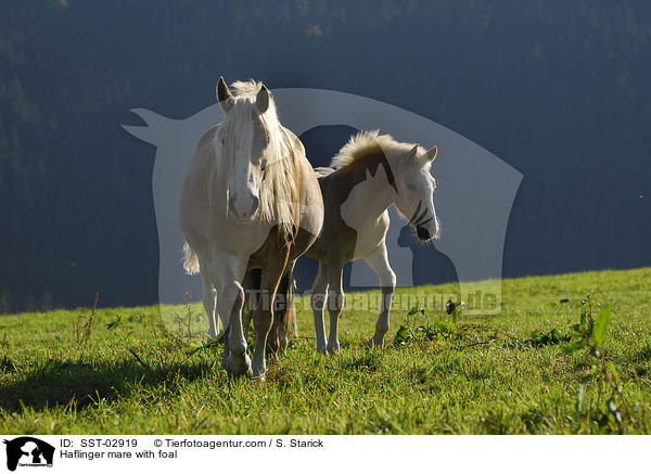 Haflinger Stute mit Fohlen / Haflinger mare with foal / SST-02919