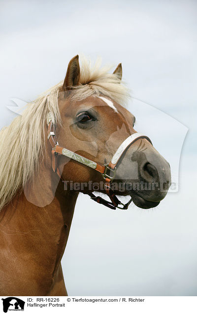 Haflinger Portrait / Haflinger Portrait / RR-16226