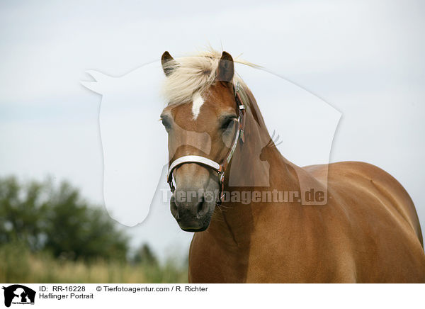 Haflinger Portrait / Haflinger Portrait / RR-16228