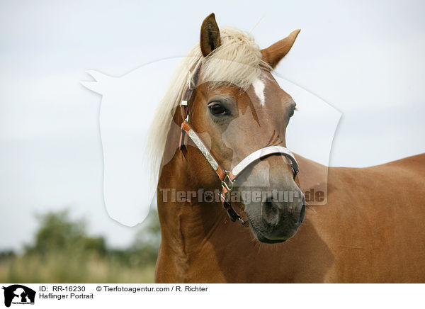 Haflinger Portrait / Haflinger Portrait / RR-16230