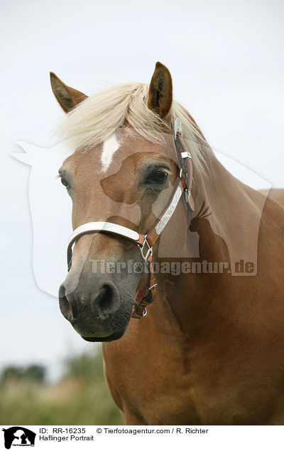 Haflinger Portrait / Haflinger Portrait / RR-16235