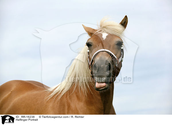 Haflinger Portrait / Haflinger Portrait / RR-16238