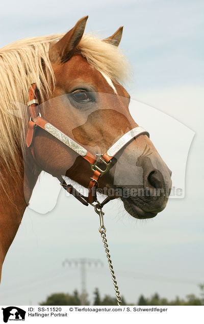 Haflinger Portrait / Haflinger Portrait / SS-11520