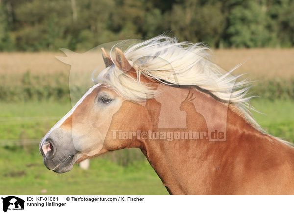 rennender Haflinger / running Haflinger / KF-01061