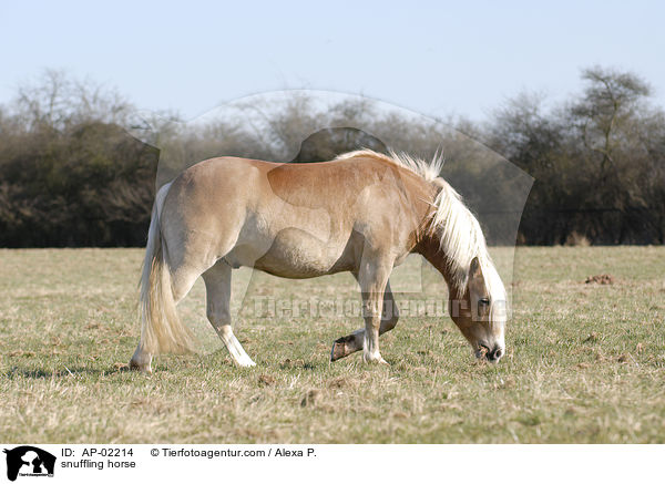 snuffling horse / AP-02214