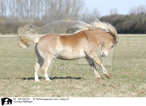 rennender Haflinger / running Haflinger / AP-02218