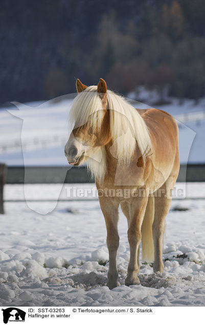 Haflinger im Schnee / Haflinger in winter / SST-03263