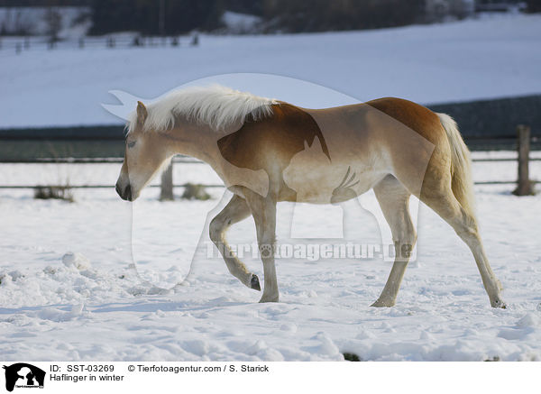 Haflinger im Schnee / Haflinger in winter / SST-03269
