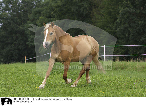 trabender Haflinger / trotting Haflinger / JH-03049