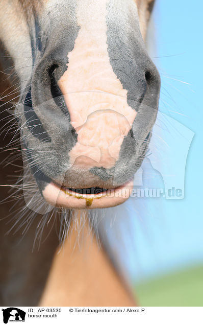 horse mouth / AP-03530